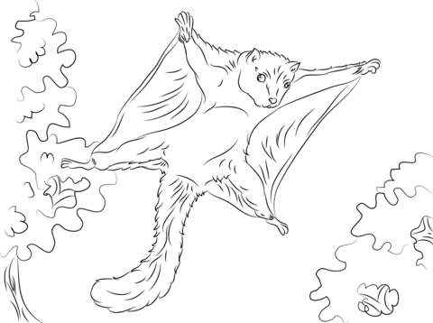 Cute Flying Squirrel Coloring Page